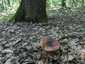 Mézszagú galambgomba (Russula melliolens), Mátra